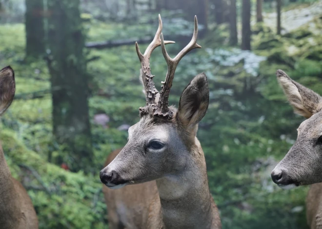 Par 2024.gada dzīvnieku Dabas muzejs izvēlējies stirnu - mazāko un visbiežāk sastopamo briežu dzimtas dzīvnieku Latvijā.