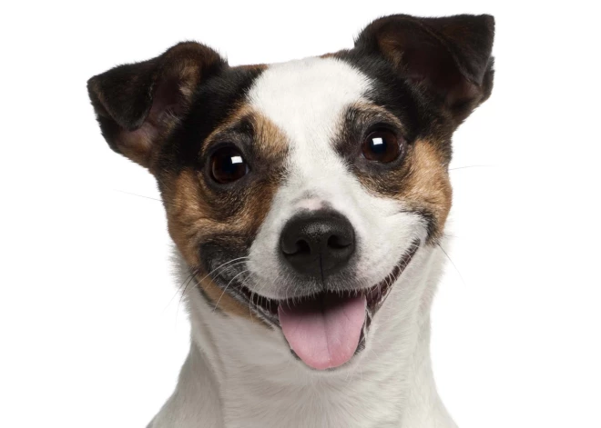 Южная Корея наконец запретила разводить собак на мясо