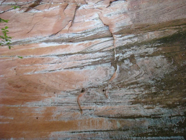 Ķērpji aizsedz atseguma virsmu, taču uzsver seno devona iežu tekstūras – muldveida slīpslāņojumu un krokotu slāņojumu.
