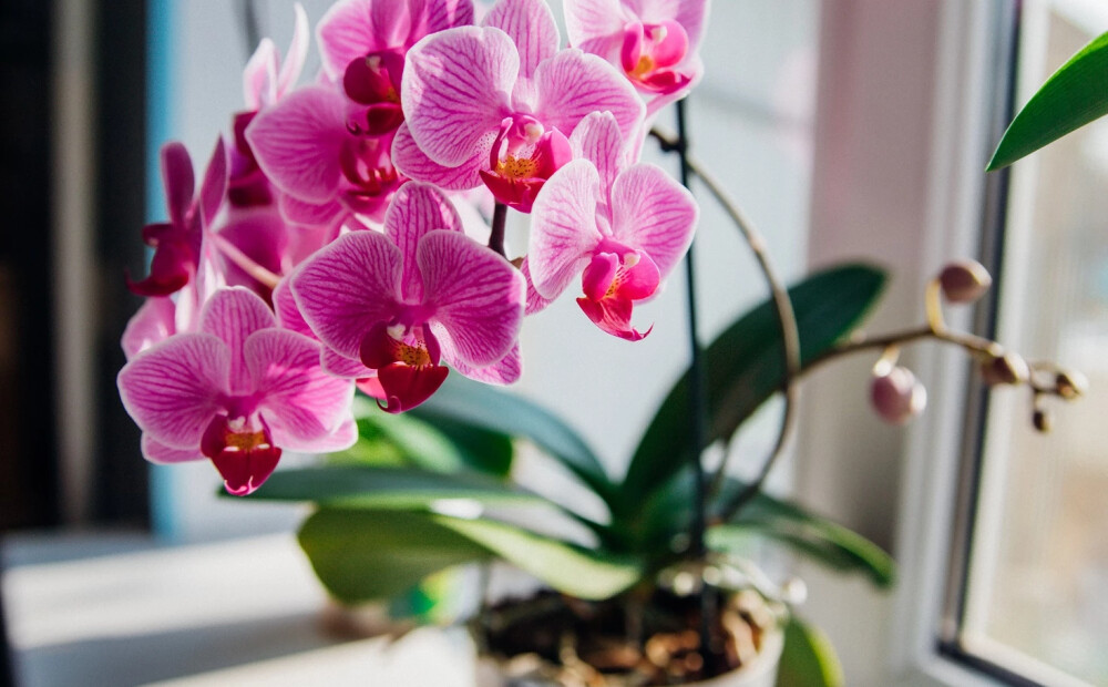 Augs zied bez pārtraukuma jau vairāk nekā divus gadus! Kāds ir orhideju kopšanas lielākais noslēpums? 