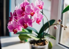 Augs zied bez pārtraukuma jau vairāk nekā divus gadus! Kāds ir orhideju kopšanas lielākais noslēpums? 