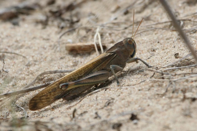 Eiropas Savienībā klejotājsiseņus atļauts izmantot pārtikā. Āfrikā tie ir bēdīgi slaveni ar saviem uzlidojumiem sējumiem, attēlā redzamais ieklīdis Latvijā – Mangaļsalā.