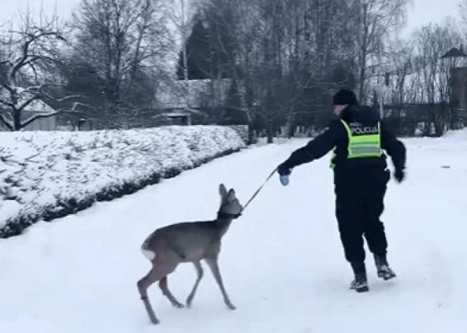 VIDEO: Montas Martas Zaumanes pagalmā ieklīdušu "Bembiju" policists aizved pavadā kā kucēnu