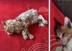 ВИДЕО: женщина с помощью фена спасла замерзшего котенка
