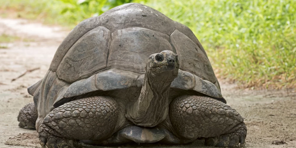 Anglijas mežā atrasti septiņi milzu bruņurupuču līķi