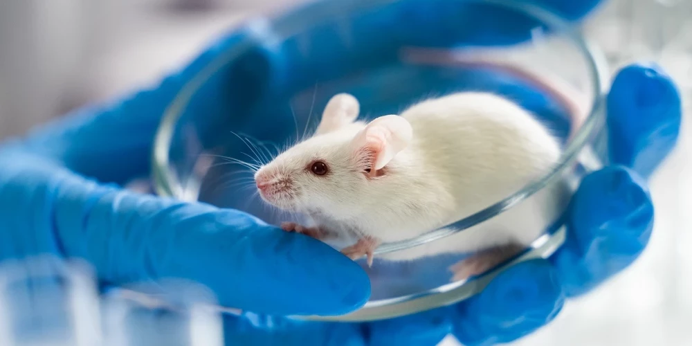 Ķīnā atklāts jauns Covid celms ar 100% letālu iznākumu laboratorijas pelēm