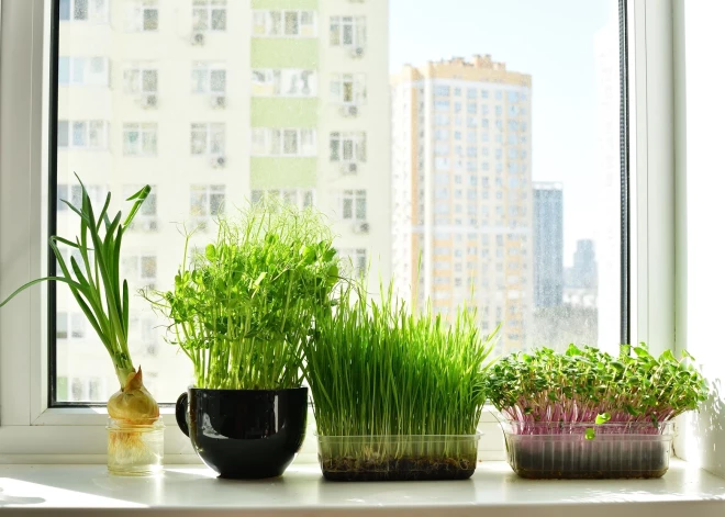 Kurus zaļumus ziemā audzēt uz palodzes?