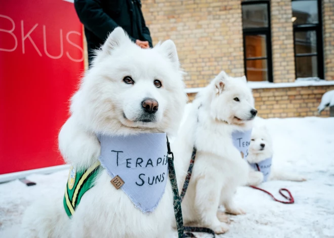 Terapijas suņi.