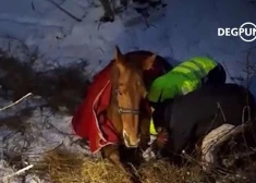 В Елгавском крае спасатели вытащили из замерзшей канавы лошадь - она была в шоковом состоянии