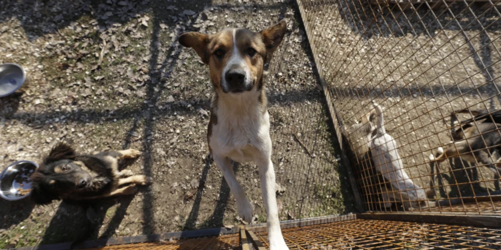 Krievijas suņu mīļotāji cīnās, lai Sibīrijas pilsētā Ulanudē glābtu klaiņojošos suņus no nogalināšanas