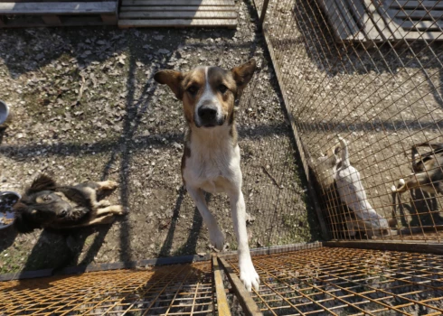 Krievijas suņu mīļotāji cīnās, lai Sibīrijas pilsētā Ulanudē glābtu klaiņojošos suņus no nogalināšanas