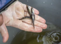 Visvairāk no skābekļa bada zivis cieš seklās un aizaugušās ūdenstilpēs ar lēnu ūdens apmaiņu.