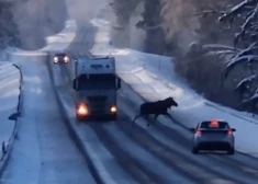 VIDEO: Augšdaugavas novadā pārgalvīgs alnis izskrien priekšā automašīnām