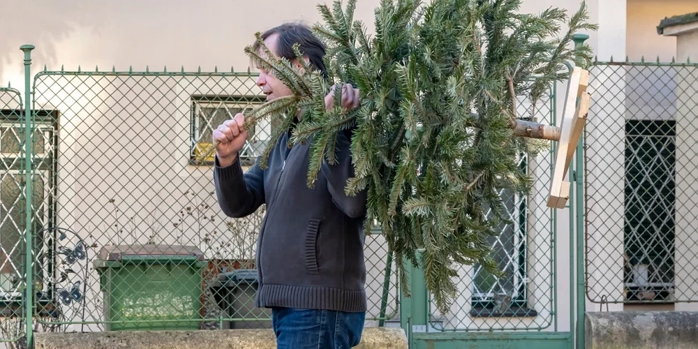 До конца января жители Риги и Пририжья могут подать заявку на бесплатный вывоз новогодних елок