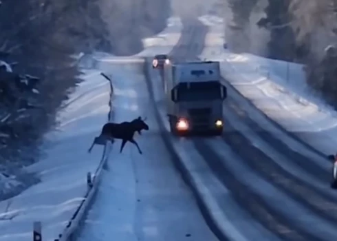 ВИДЕО: в Аугшдаугавском крае лось выскочил на шоссе