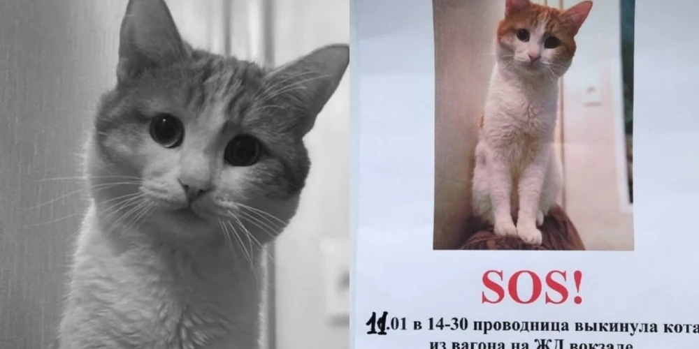 В России из поезда выгнали кота с билетом - он погиб на морозе