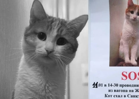 В России из поезда выгнали кота с билетом - он погиб на морозе