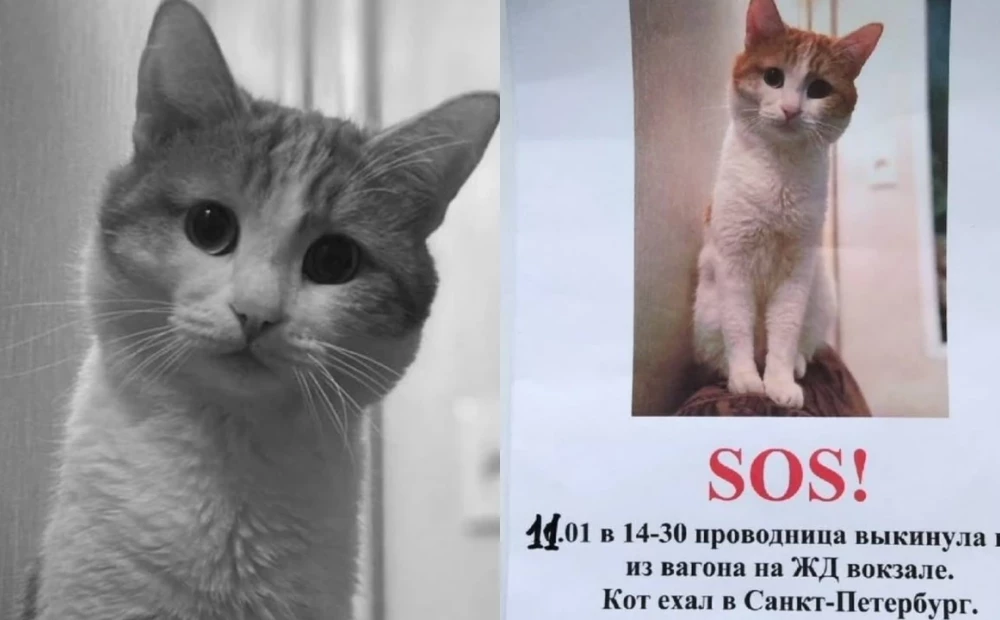 Cat Thrown from Train in Russia: Owner Seeks Justice for Pet’s Death