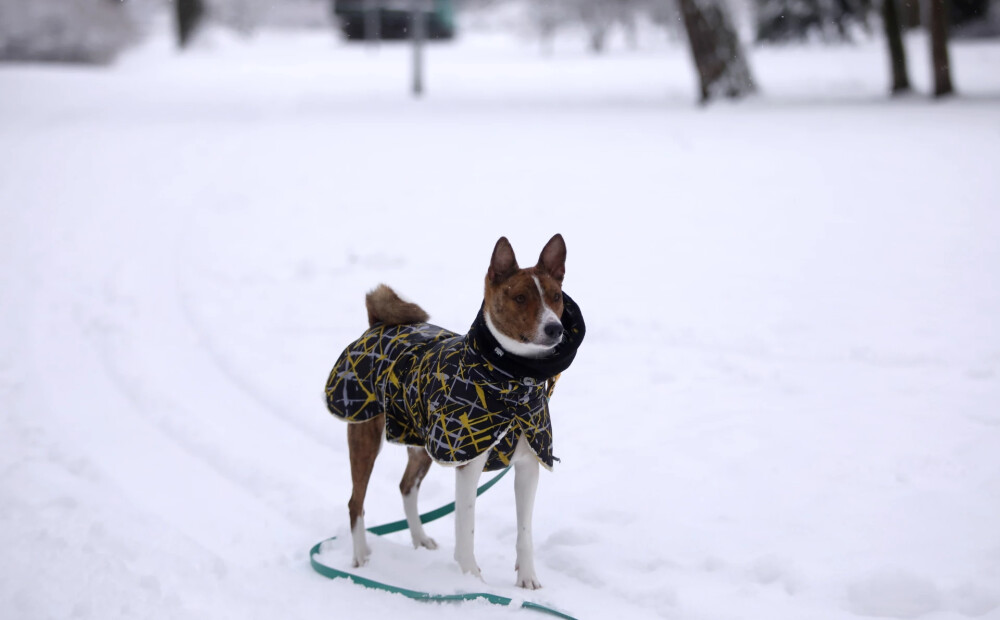 Padomi, kā ziemas laikā izbaudīt drošu skrējienu tandēmā ar suni 