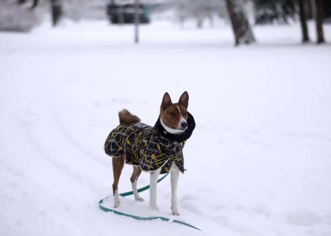 Padomi, kā ziemas laikā izbaudīt drošu skrējienu tandēmā ar suni 