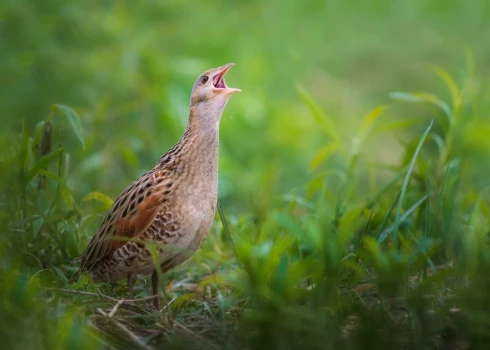 Latvijā ligzdojošo putnu uzskaišu dati atklāj – sarūk gan mežu, gan lauku putnu populācijas
