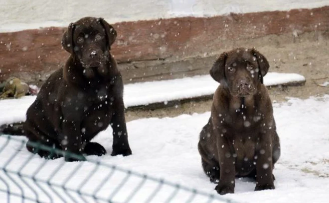 Trieciens Harkivā noticis netālu no labradoru audzētavas.