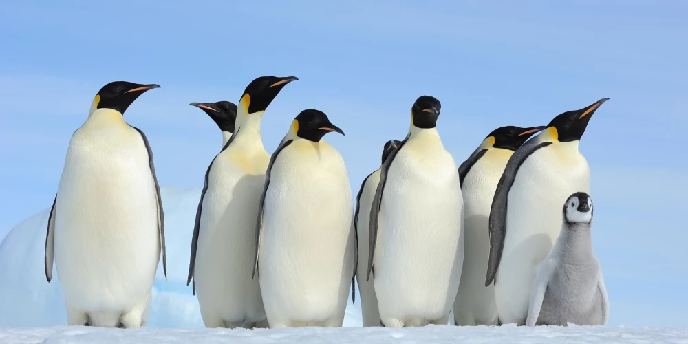 Satelītattēli atklāj iepriekš nezināmas imperatora pingvīnu kolonijas Antarktikā