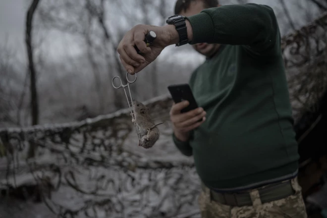 Kāda ukrainiete Kira, kura Zaporižjas bataljonā dienēja aizvadītā gada rudenī vēsta, ka žurku un peļu invāzija tranšejās krietni ietekmēja karavīru kaujas spējas. 