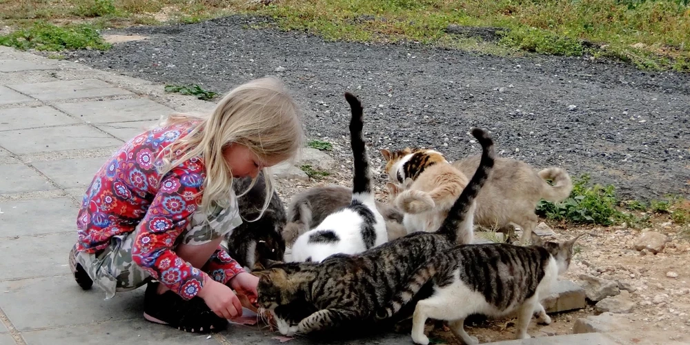Туристы, вернувшиеся с Кипра, могут занести смертельный вирус кошкам в Латвии