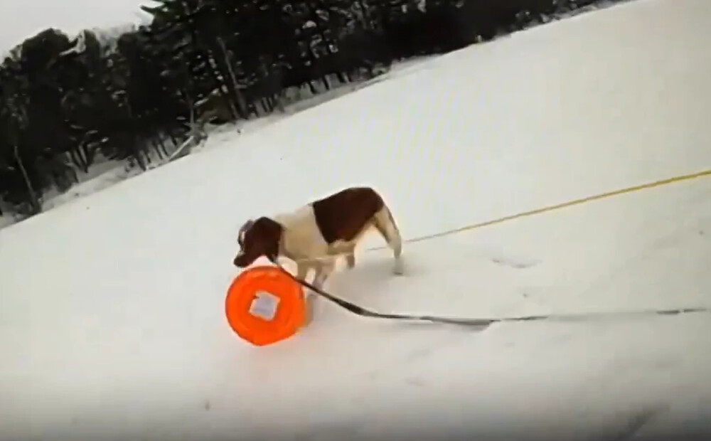 VIDEO: izcili attapīgais suns palīdz izglābt Mičiganas ezerā ielūzušo saimnieku