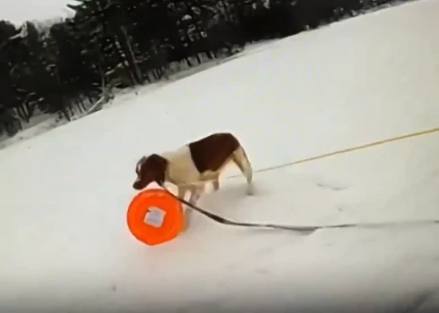 VIDEO: izcili attapīgais suns palīdz izglābt Mičiganas ezerā ielūzušo saimnieku