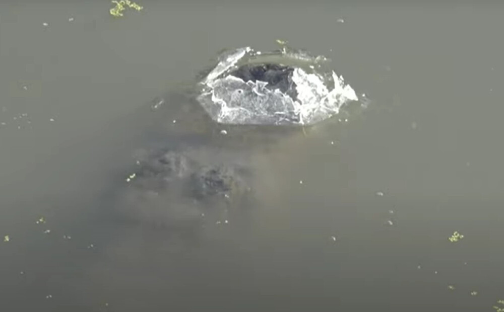 VIDEO: ļaudis pārsteidz ledū iesalis aligators; vēl vairāk pārsteidz, ko viņš tur dara