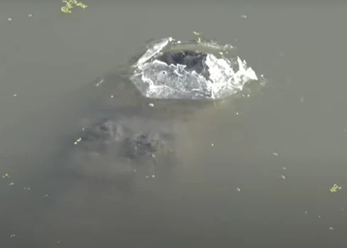 VIDEO: ļaudis pārsteidz ledū iesalis aligators; vēl vairāk pārsteidz, ko viņš tur dara