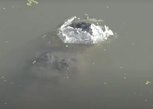 Aligators ledū (ekrānuzņēmums no video)