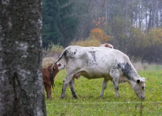 Sausuma postu kompensē ar atbalstu, kura "dāsnums" liek ieplest acis