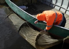 2024 год будет тяжелым для латвийских рыбаков - Европа сократила квоты вылова