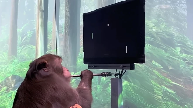 Pērtiķim tika implantēts bezvadu implants, kas ļāva tam spēlēt videospēli ar savu domu spēku.