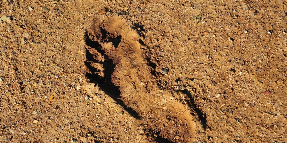 Marokas pludmalē arheologi atklāj neskartus 90 000 gadu senus cilvēku pēdu nospiedumus