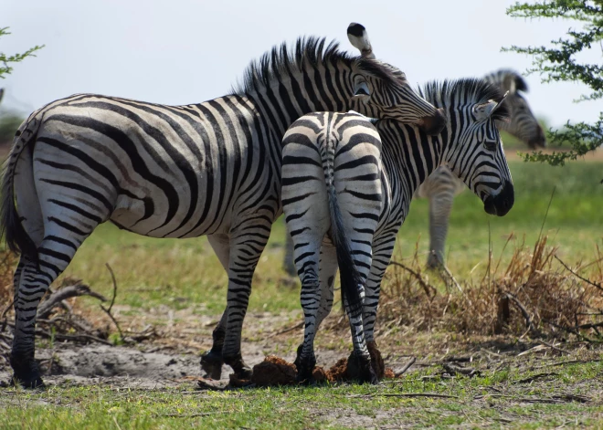Majestātisko Āfrikas iemītnieču zebru pastāvēšana ir apdraudēta. Lielākais drauds - cilvēks