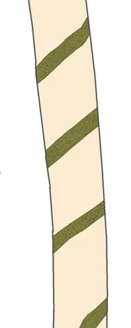 Shematiski uzzīmēts upeņu šaurspārnkrāšņvaboles kāpura radīts spirālveida alojums, kāds tas ir zem stumbra mizas.