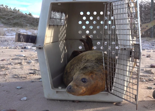 Janvāra nogalē Rīgas Zooloģiskā dārza speciālisti Baltijas jūrā netālu no Jūrkalnes izlaida pelēko roņu mātīti, kuru zoodārza darbinieki tika iesaukuši par Pūciņu. Pēc iznākšanas no ceļojuma kastes Pūciņa, kādu brīdi pavēroja apkārtni, novērtējot situāciju, tad droši devās ūdens viļņos un pamazām attālinājās no krasta