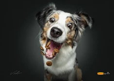 В феврале в AKROPOLE Alfa идет необычная выставка фотографий собак