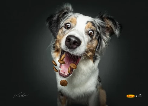 В феврале в AKROPOLE Alfa идет необычная выставка фотографий собак