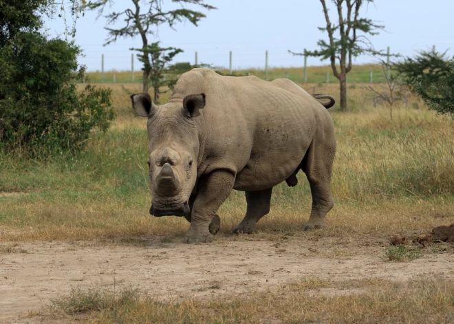 Zinātnieki cer glābt izmirstošus degunradžus