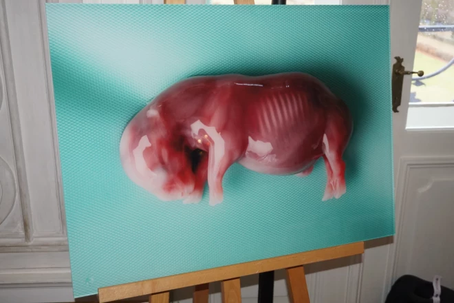 Zinātnieku demonstrētais dienvidu baltā degunradža embrijs, ko izdevās pārstādīt surogātmātei.