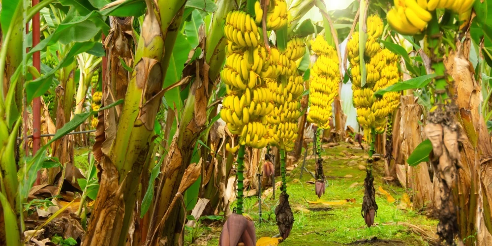 Krievija atriebjas Ekvadorai ar “banānu karu”