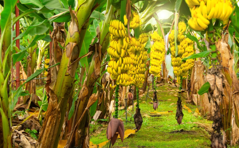 Krievija atriebjas Ekvadorai ar “banānu karu”