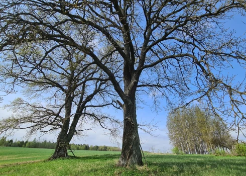 Trešā bruņuvilciena ozols.