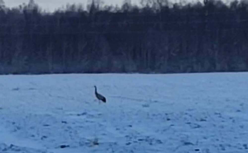Madonā uz sniegota lauka novērots migrējošais putns; tas iespējams, pārsteidzies ar atgriešanos