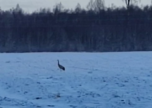 Madonā uz sniegota lauka novērots migrējošais putns; tas iespējams, pārsteidzies ar atgriešanos